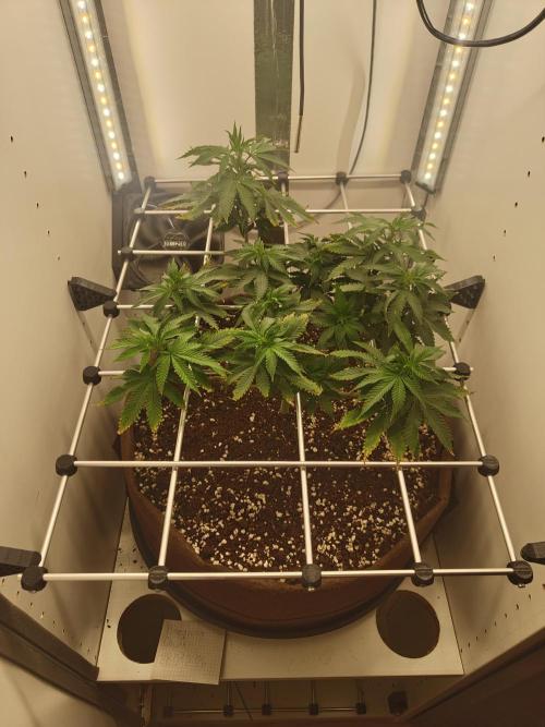 Pineapple Chunk ~ Barney's Farm. Week 15 - Day 102