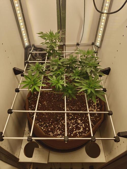 Pineapple Chunk ~ Barney's Farm. Week 15 - Day 103