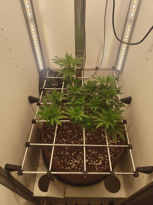 Pineapple Chunk ~ Barney's Farm. Week 15 - Day 104
