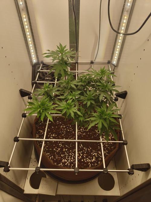 Pineapple Chunk ~ Barney's Farm. Week 15 - Day 105