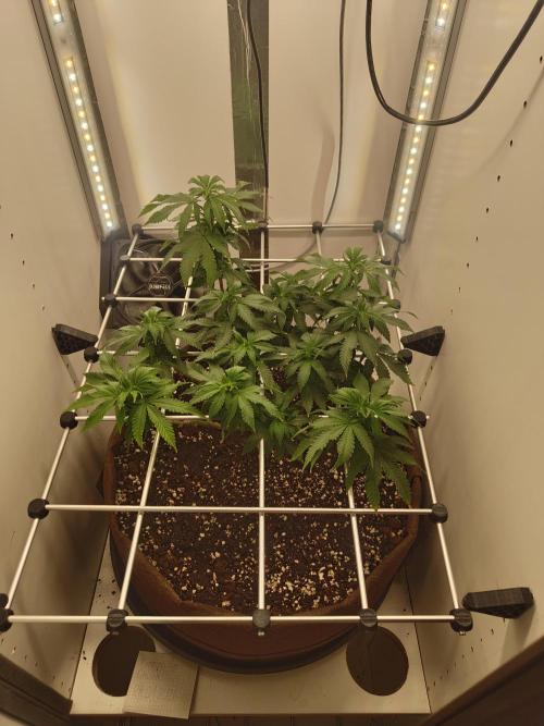 Pineapple Chunk ~ Barney's Farm. Week 16 - Day 106