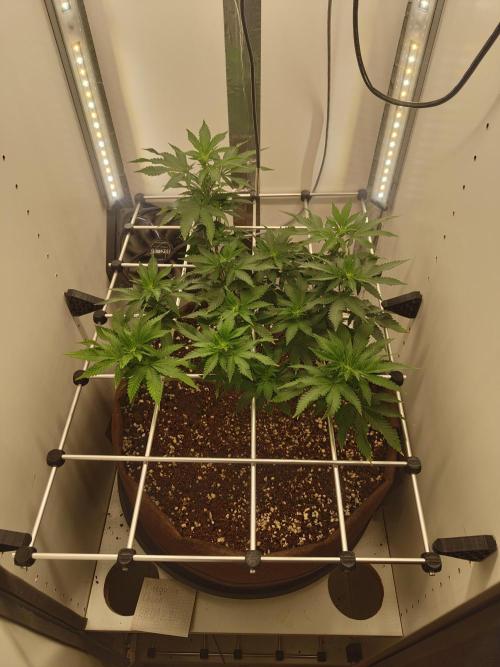 Pineapple Chunk ~ Barney's Farm. Week 16 - Day 107