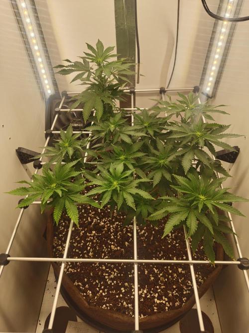 Pineapple Chunk ~ Barney's Farm. Week 16 - Day 108
