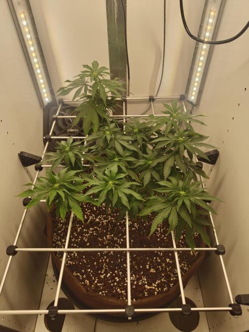 Pineapple Chunk ~ Barney's Farm. Week 16 - Day 109