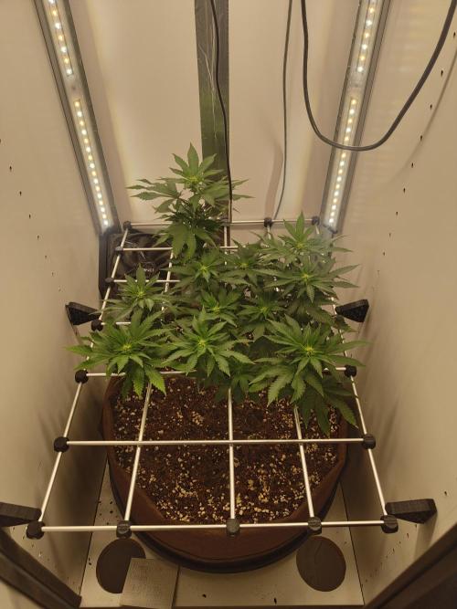 Pineapple Chunk ~ Barney's Farm. Week 16 - Day 110