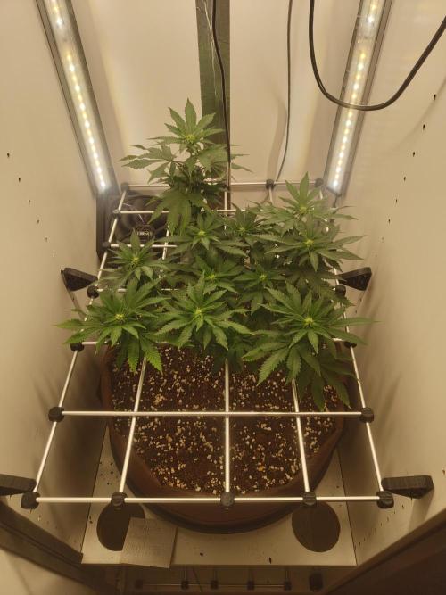 Pineapple Chunk ~ Barney's Farm. Week 16 - Day 111