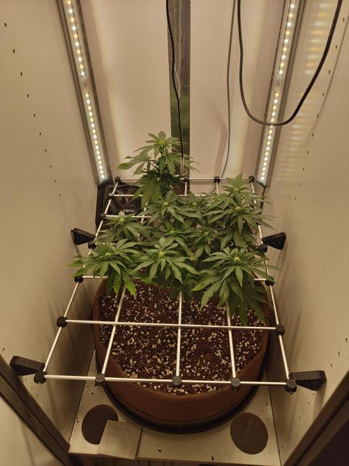 Pineapple Chunk ~ Barney's Farm. Week 16 - Day 112