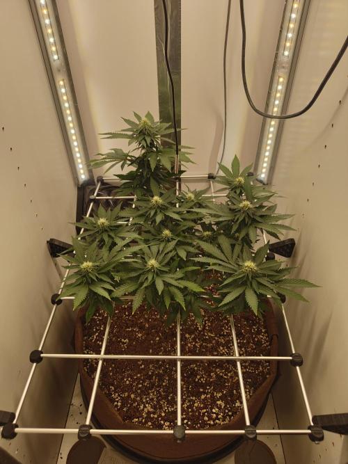Pineapple Chunk ~ Barney's Farm. Week 18 - Day 122