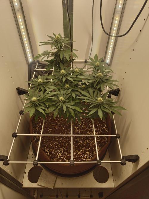 Pineapple Chunk ~ Barney's Farm. Week 18 - Day 123