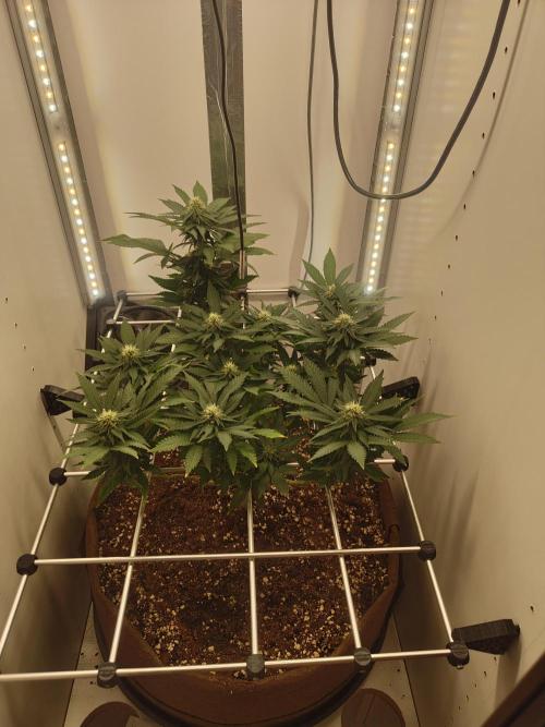 Pineapple Chunk ~ Barney's Farm. Week 18 - Day 124
