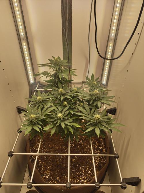 Pineapple Chunk ~ Barney's Farm. Week 18 - Day 125