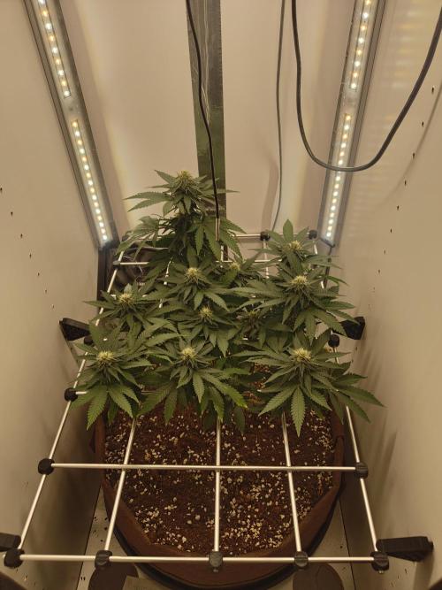 Pineapple Chunk ~ Barney's Farm. Week 18 - Day 126