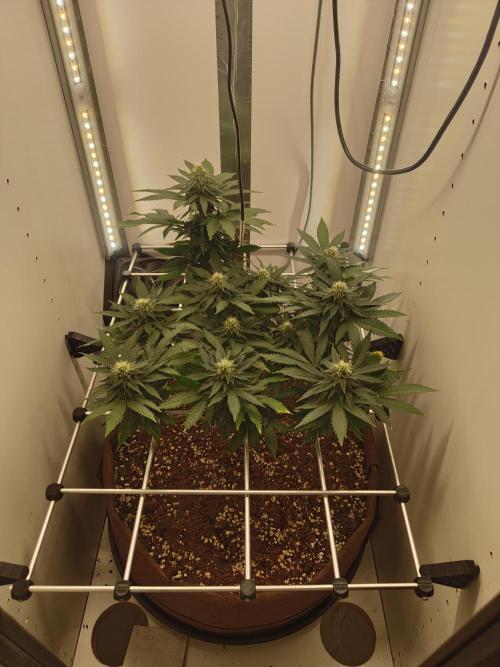 Pineapple Chunk. Week 18