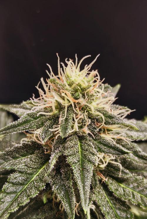 Pineapple Chunk. Week 18