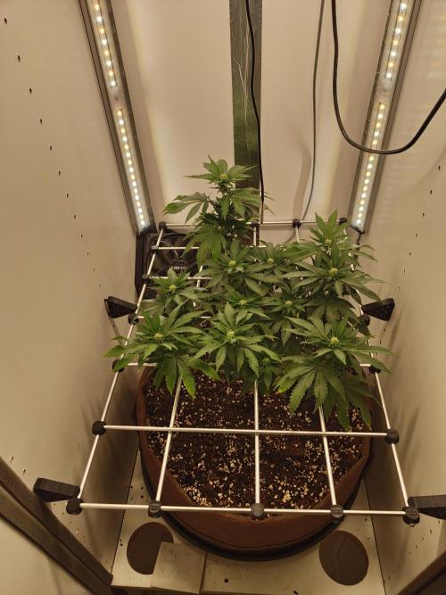Pineapple Chunk ~ Barney's Farm. Week 17 - Day 113
