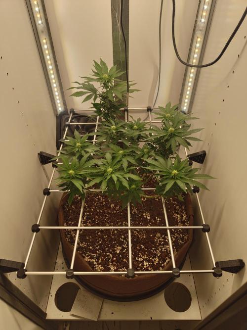 Pineapple Chunk ~ Barney's Farm. Week 17 - Day 114