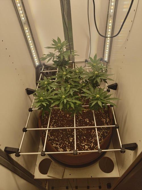 Pineapple Chunk ~ Barney's Farm. Week 17 - Day 115