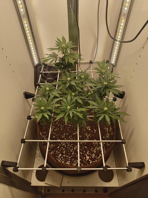 Pineapple Chunk ~ Barney's Farm. Week 17 - Day 116