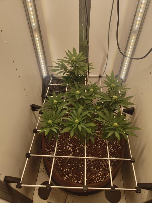 Pineapple Chunk ~ Barney's Farm. Week 17 - Day 117