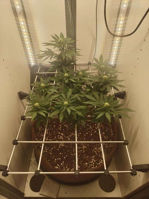 Pineapple Chunk ~ Barney's Farm. Week 17 - Day 119