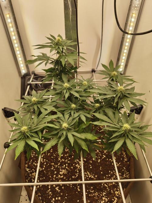 Pineapple Chunk. Week 17