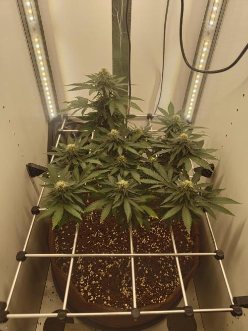 Pineapple Chunk ~ Barney's Farm. Week 19 - Day 128