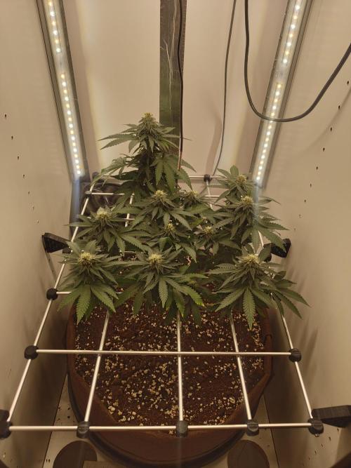 Pineapple Chunk ~ Barney's Farm. Week 19 - Day 129
