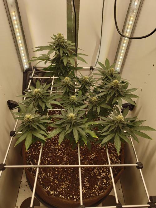 Pineapple Chunk ~ Barney's Farm. Week 19 - Day 130