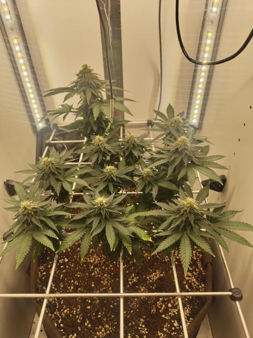 Pineapple Chunk ~ Barney's Farm. Week 19 - Day 131