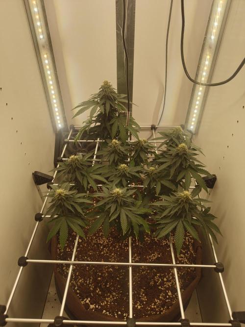 Pineapple Chunk ~ Barney's Farm. Week 19 - Day 132