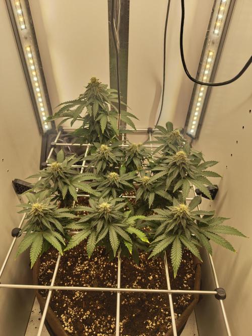 Pineapple Chunk ~ Barney's Farm. Week 19 - Day 133