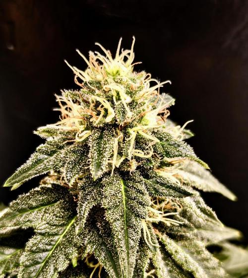 Pineapple Chunk ~ Barney's Farm. Week 19 - Day 133 
Close-up