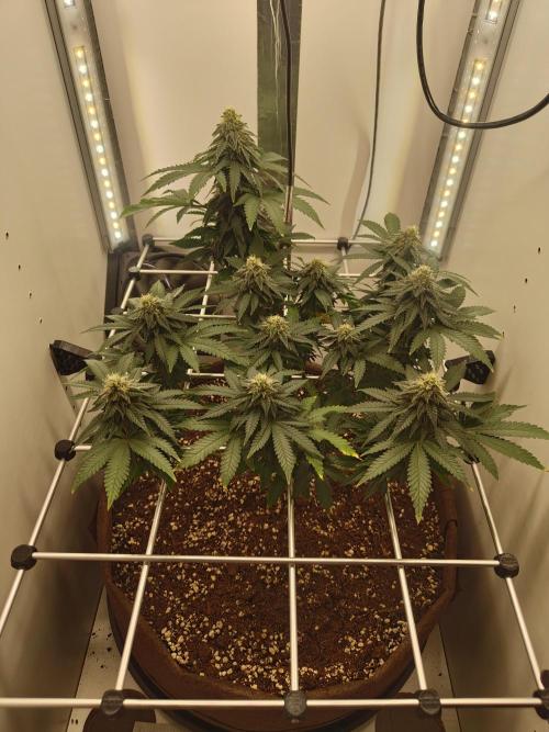 Pineapple Chunk ~ Barney's Farm. Week 19 - Day 134