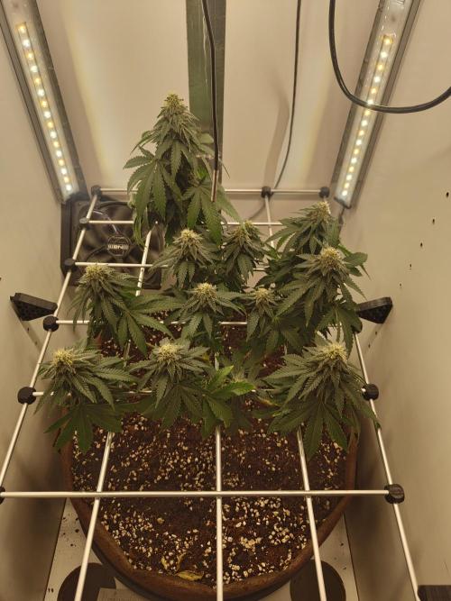 Pineapple Chunk ~ Barney's Farm. Week 20 - Day 136