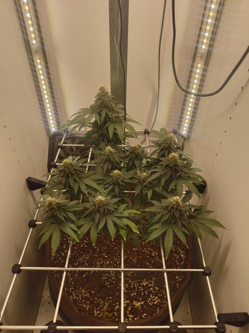 Pineapple Chunk ~ Barney's Farm. Week 20 - Day 137
