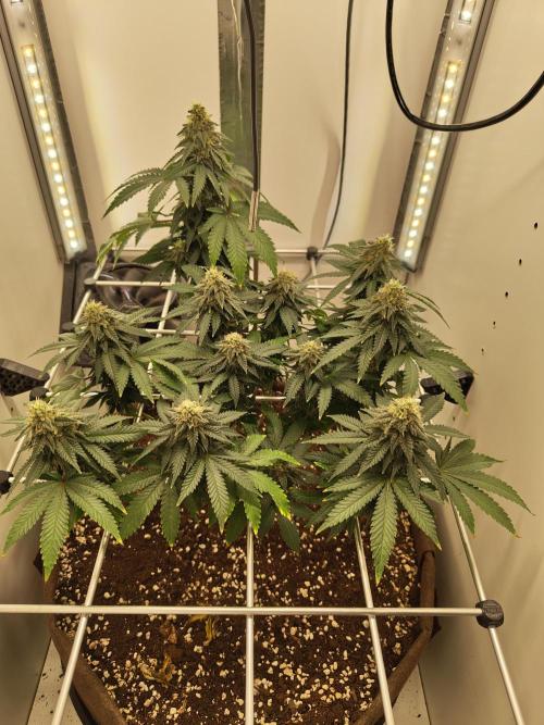 Pineapple Chunk ~ Barney's Farm. Week 20 - Day 138