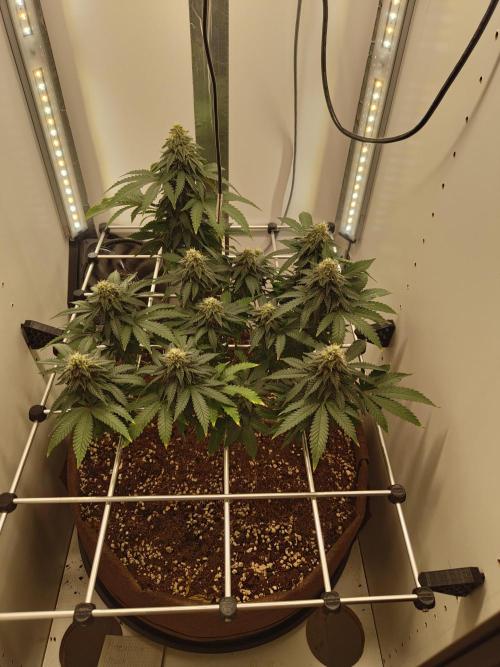Pineapple Chunk ~ Barney's Farm. Week 20 - Day 139