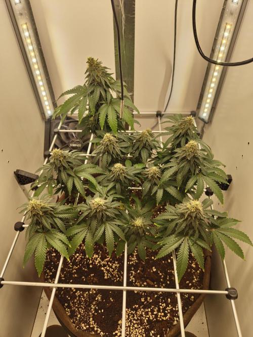 Pineapple Chunk ~ Barney's Farm. Week 20 - Day 140