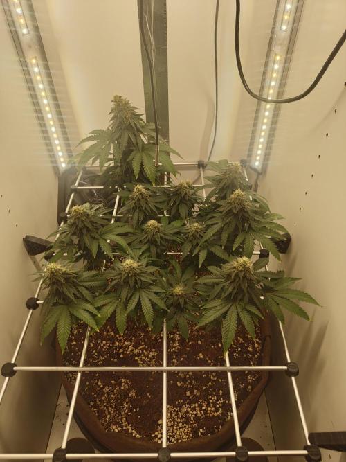 Pineapple Chunk ~ Barney's Farm. Week 20 - Day 141