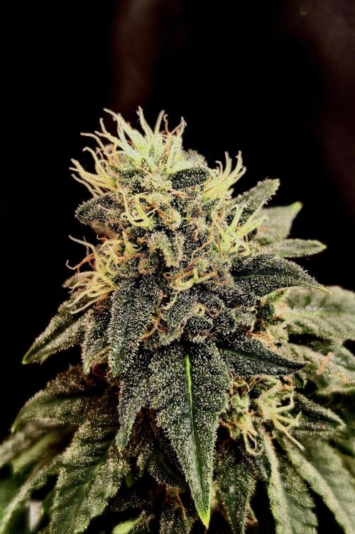 Pineapple Chunk. Week 20