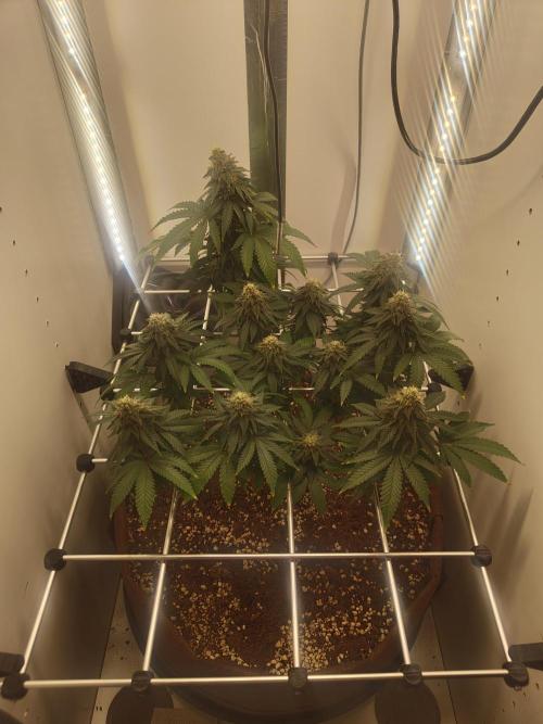 Pineapple Chunk ~ Barney's Farm. Week 21 - Day 142