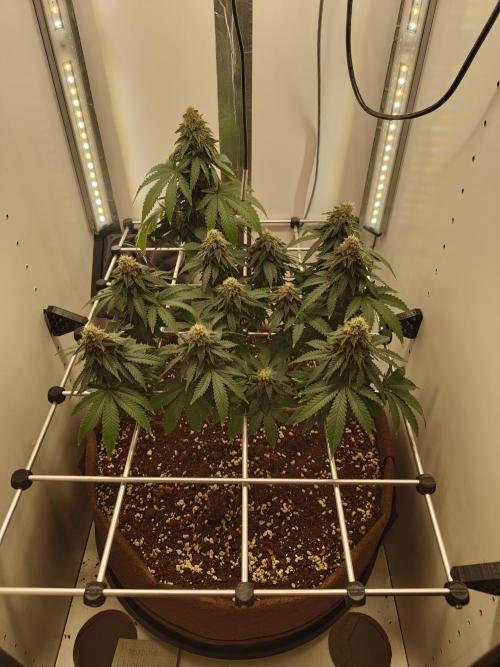 Pineapple Chunk ~ Barney's Farm. Week 21 - Day 143