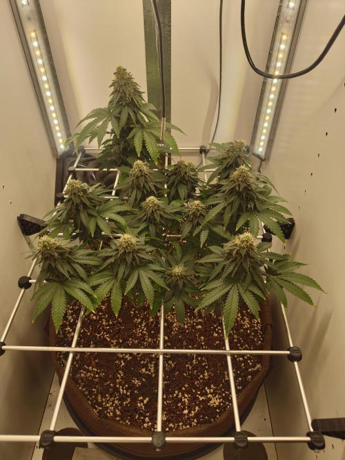 Pineapple Chunk ~ Barney's Farm. Week 21 - Day 144