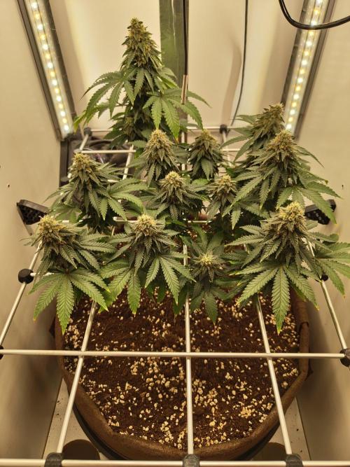 Pineapple Chunk ~ Barney's Farm. Week 21 - Day 145