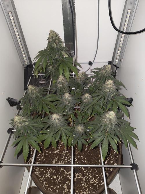 Pineapple Chunk ~ Barney's Farm. Week 21 - Day 146
