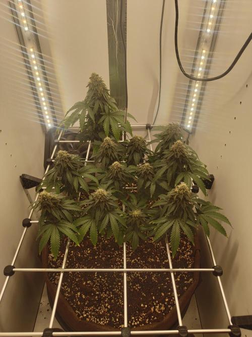 Pineapple Chunk ~ Barney's Farm. Week 21 - Day 147