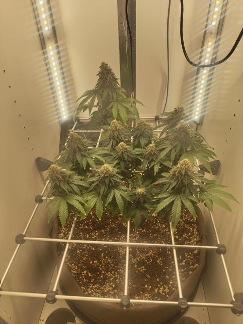 Pineapple Chunk ~ Barney's Farm. Week 21 - Day 148