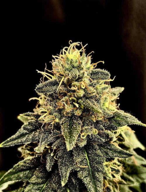 Pineapple Chunk. Week 21