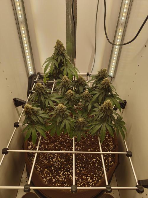 Pineapple Chunk ~ Barney's Farm. Week 22 - Day 150