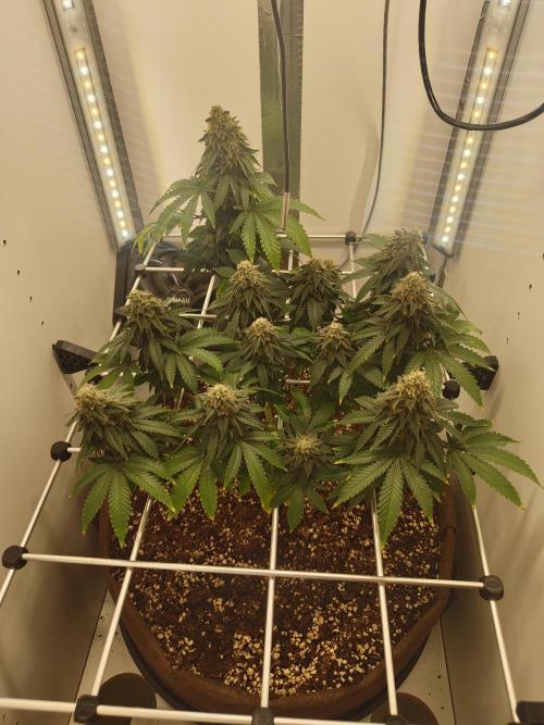 Pineapple Chunk ~ Barney's Farm. Week 22 - Day 151